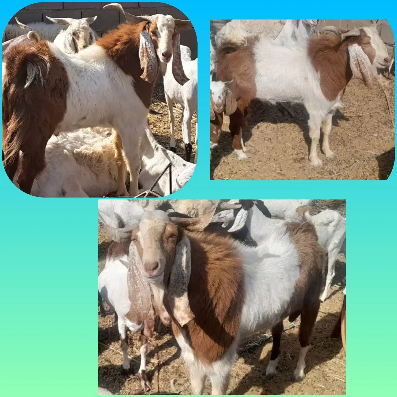 فروش چبش عالی|حیوانات مزرعه|طبس, |دیوار