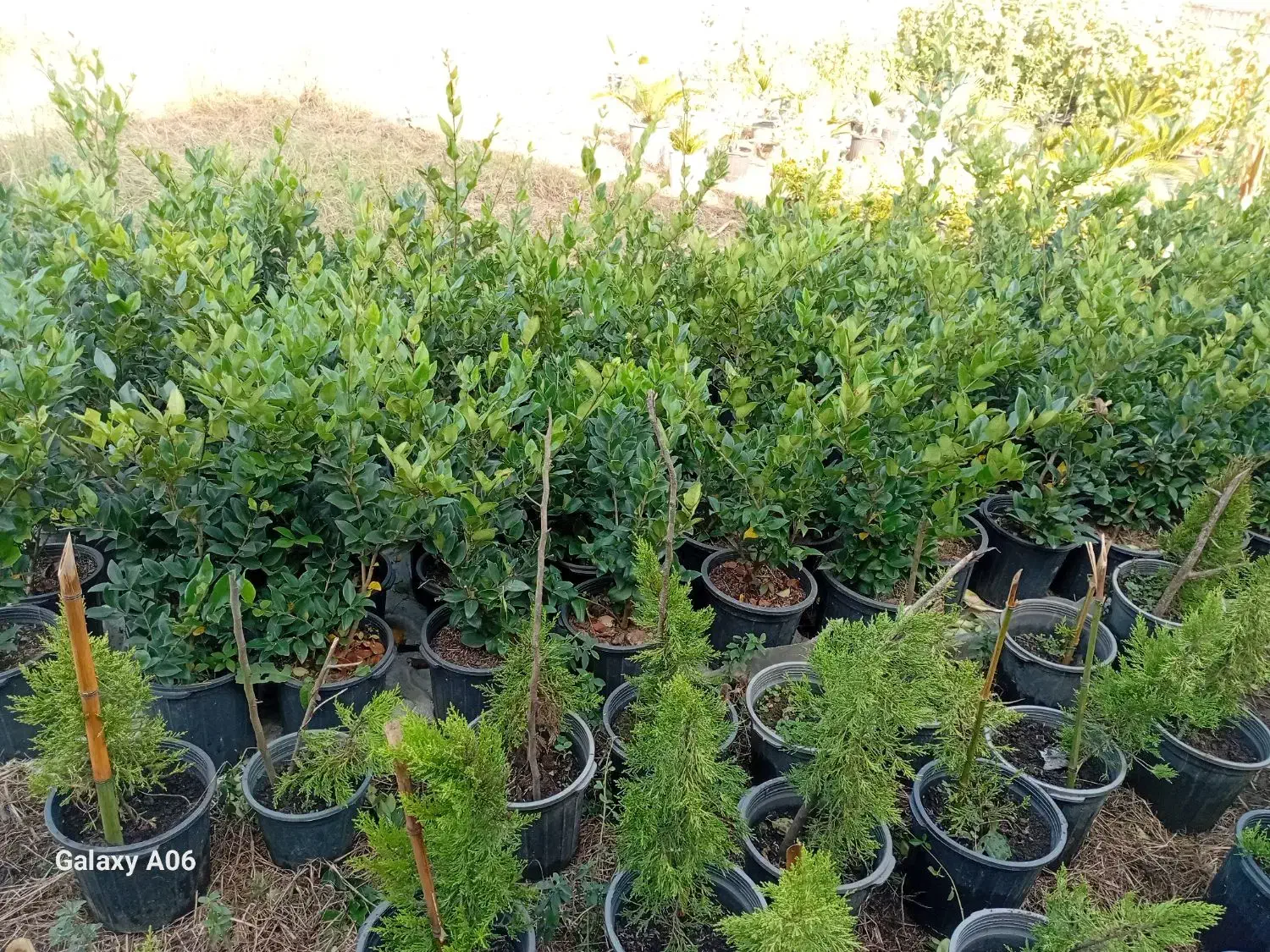 فروش گل به صورت یکجا فروشی به قیمت مناسب|گل و گیاه طبیعی|واجارگاه, |دیوار