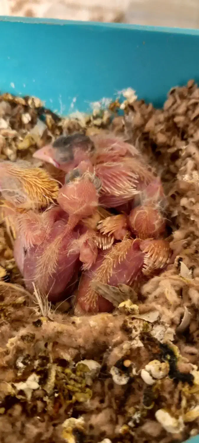 قناری جفت باجوجه|پرنده|مشهد, قائم|دیوار