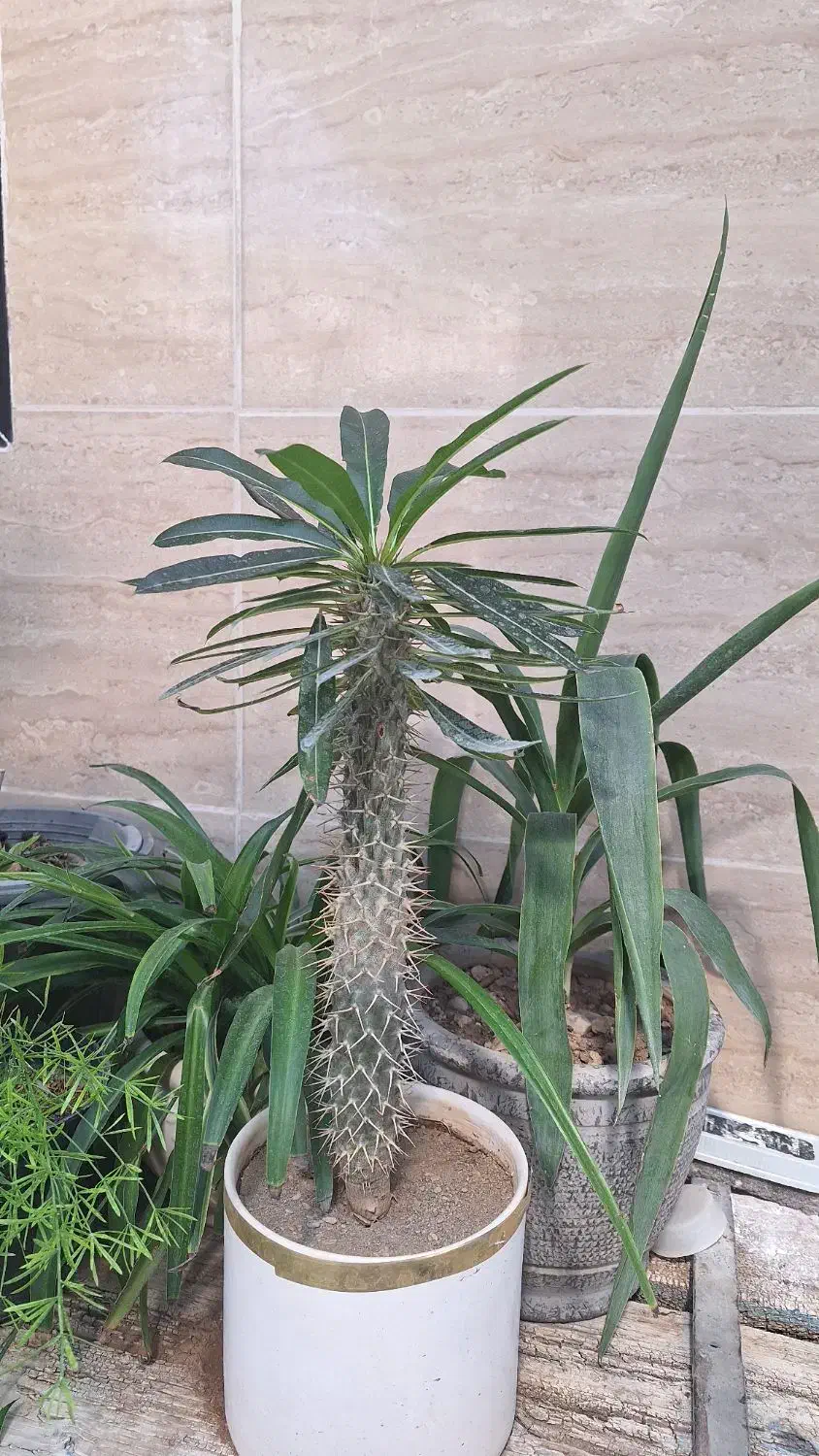 حراج گل وگلدان|گل و گیاه طبیعی|آبدانان, |دیوار