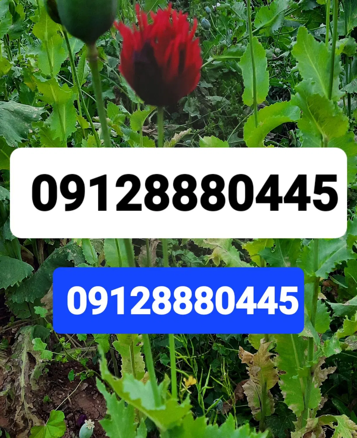 09128880544|سیم‌کارت|قلعه شاهین, |دیوار