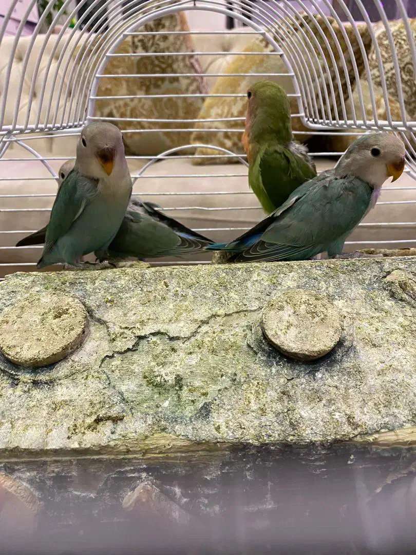 طوطی برزیلی|پرنده|تهران, ایوانک|دیوار