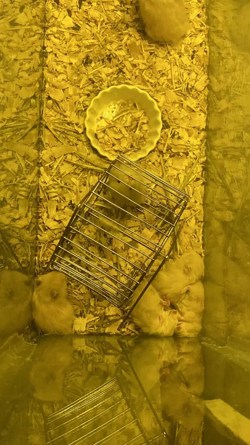 حیوون خونگی بی دردسر و بامزه|موش و خرگوش|لاهیجان, شقایق|دیوار