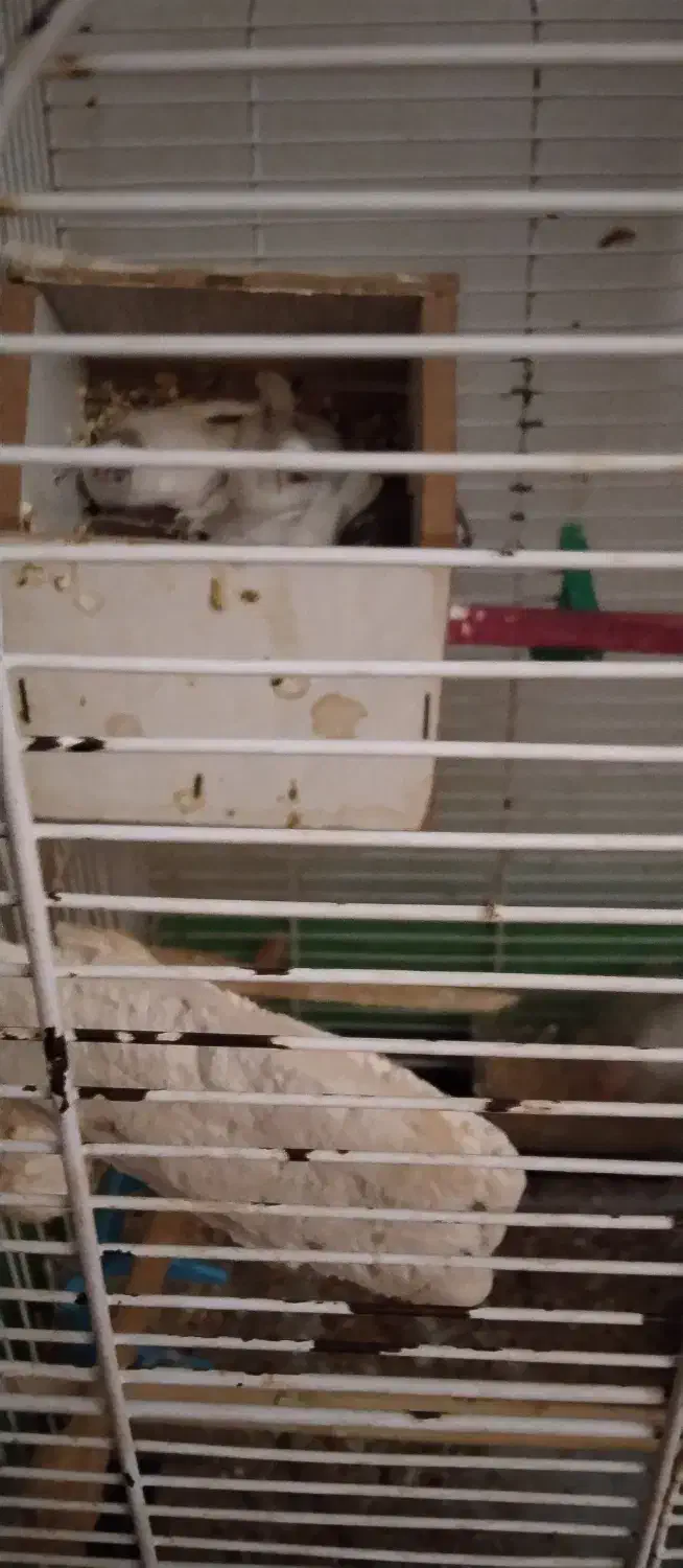 فنج|پرنده|کرج, ساسانی (قلمستان)|دیوار