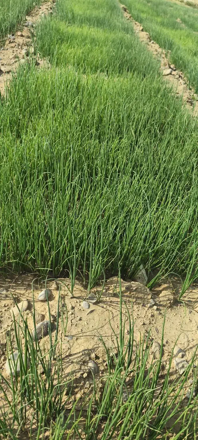 نشا پیاز|گل و گیاه طبیعی|دوگنبدان, |دیوار