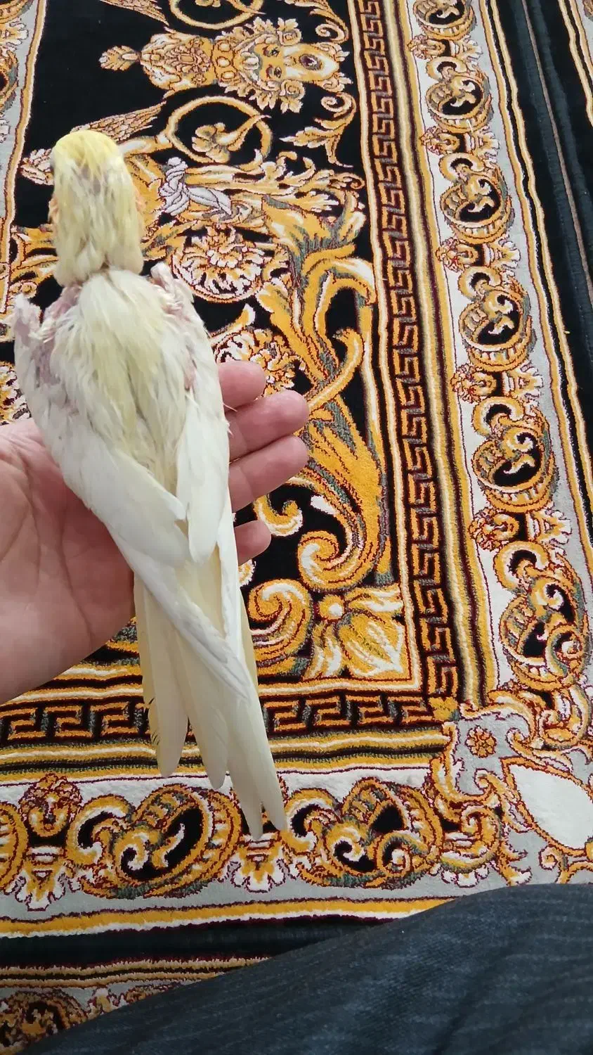 عروس هلندی|پرنده|قم, ولیعصر|دیوار