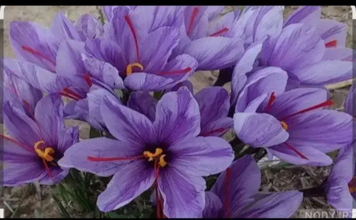 زعفران آگهی را تا آخر بخوانید|عمده‌فروشی|سبزوار, چهارراه فرودگاه|دیوار