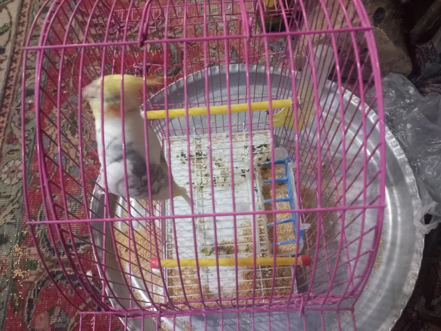 عروس هلندی|پرنده|عجب شیر, |دیوار