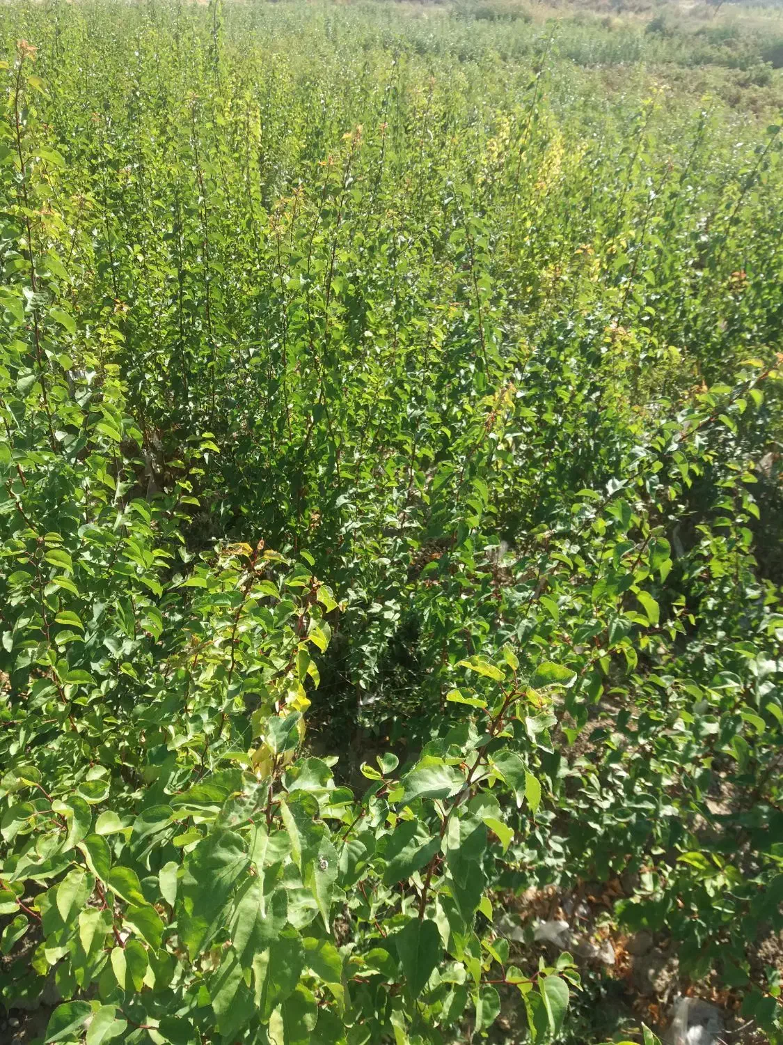 نهال پربازده|خدمات باغبانی و درختکاری|خسروشاه, |دیوار