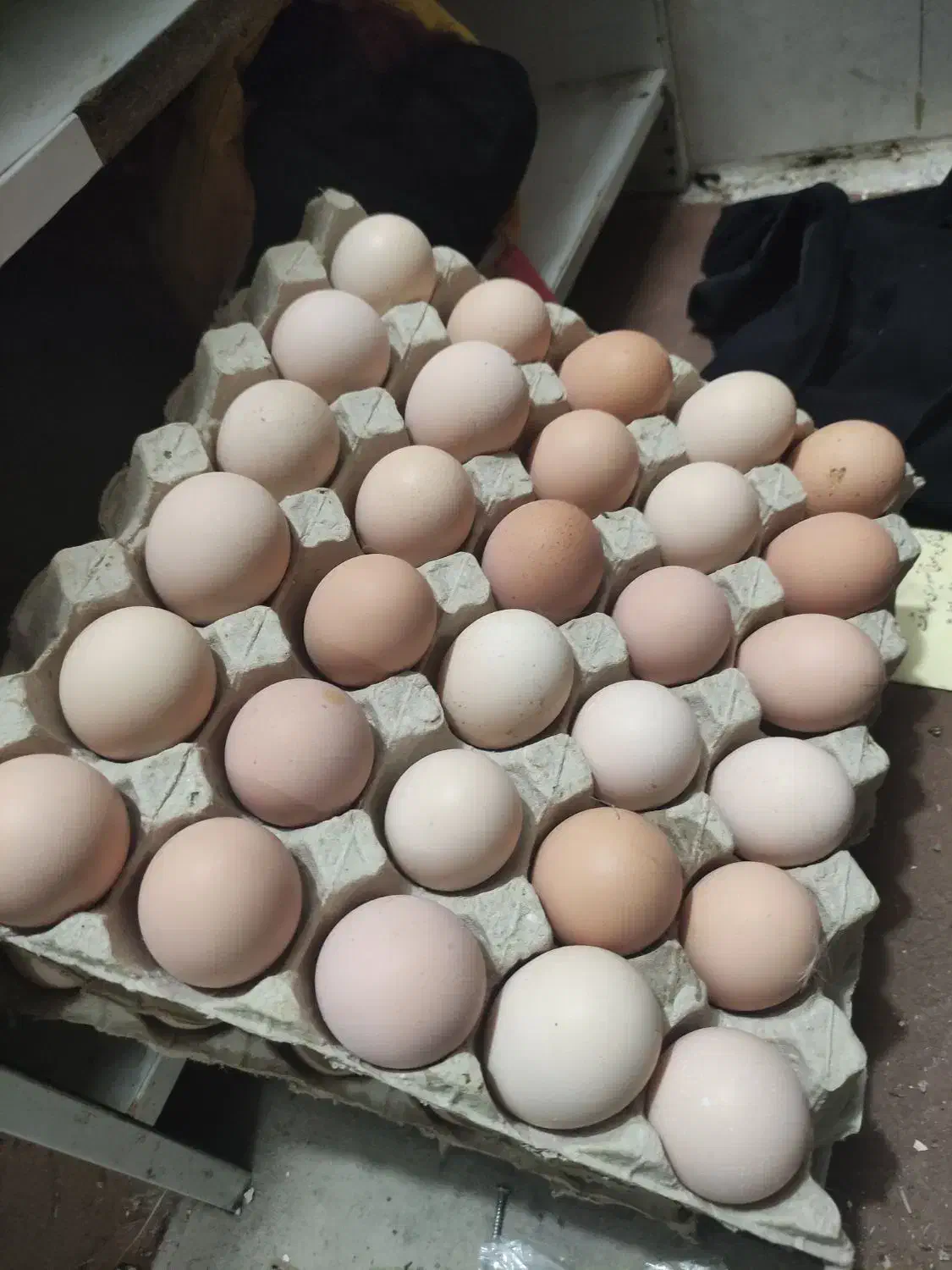 تخم نطفه دار|حیوانات مزرعه|خمینیشهر, |دیوار