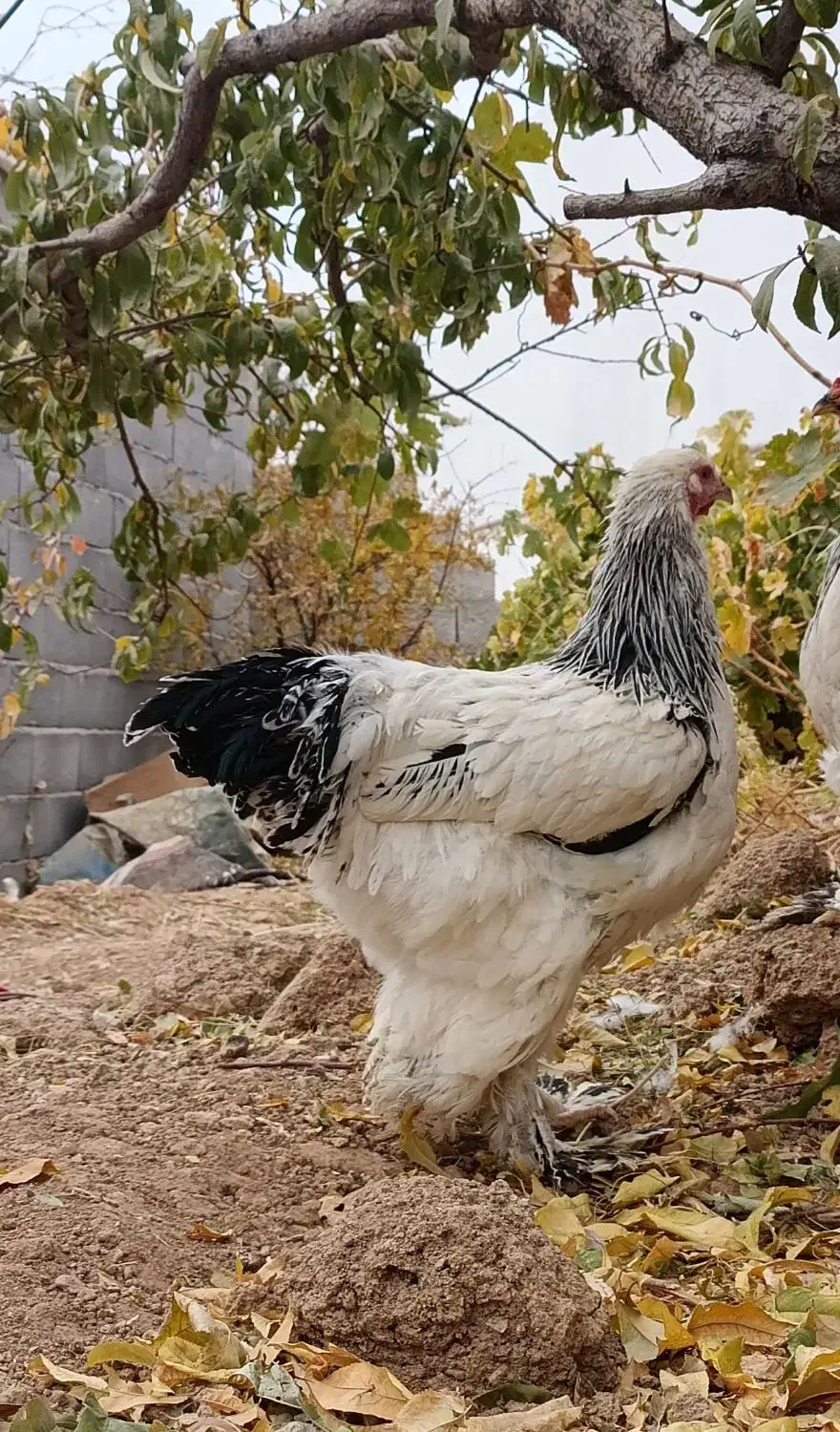 خروس برهما|حیوانات مزرعه|بن, |دیوار