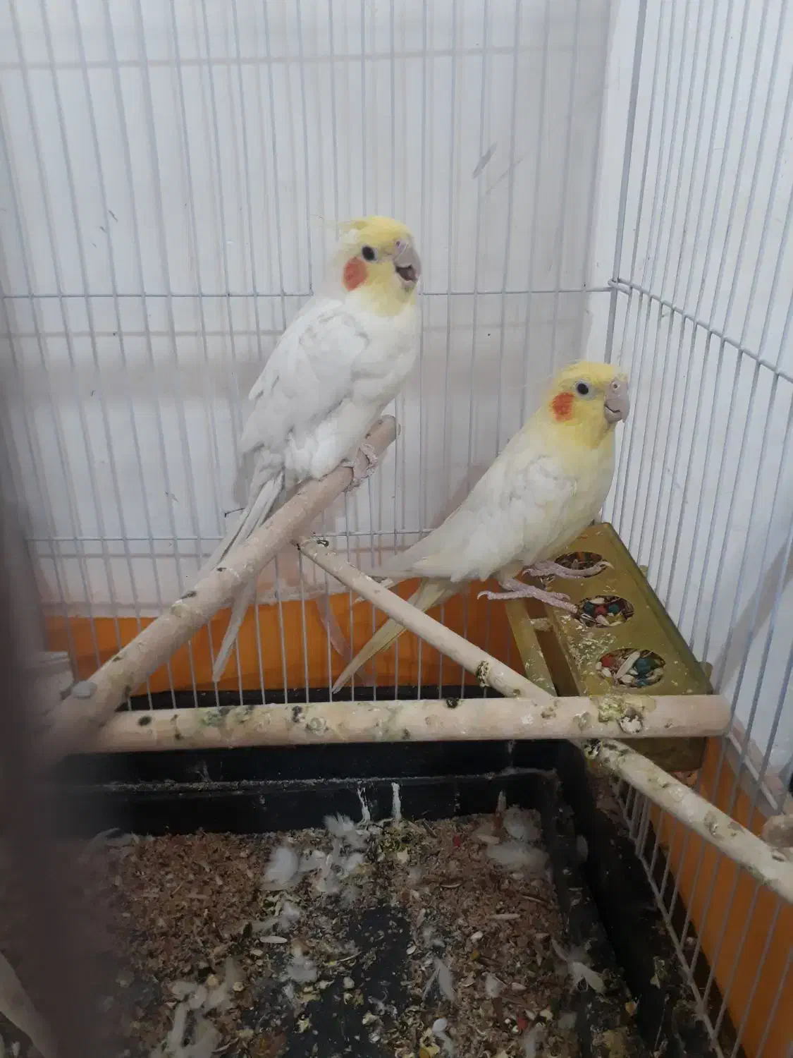 عروس هلندی لوتینو تخم و جوجه رسون|پرنده|بیرجند, |دیوار