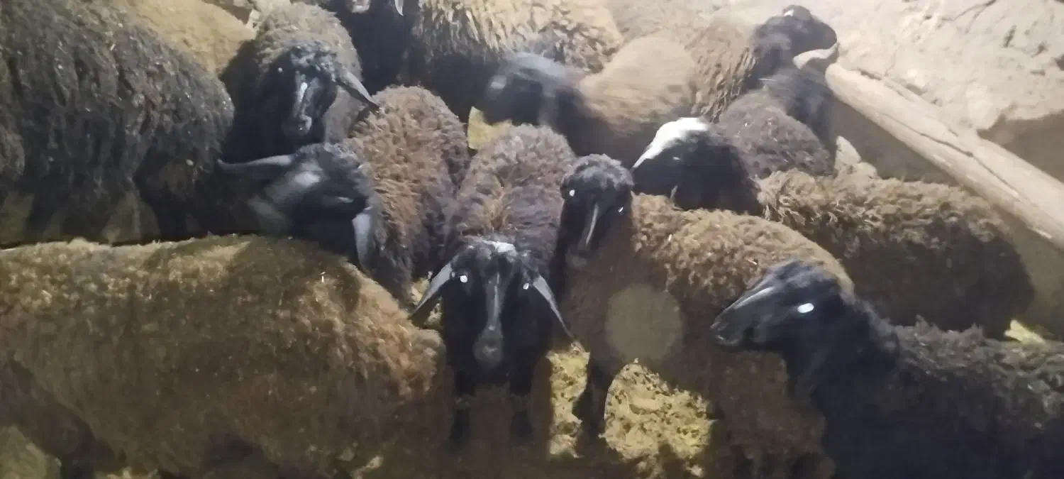 بره نر وماده تکی ویجا|حیوانات مزرعه|قزوین, |دیوار