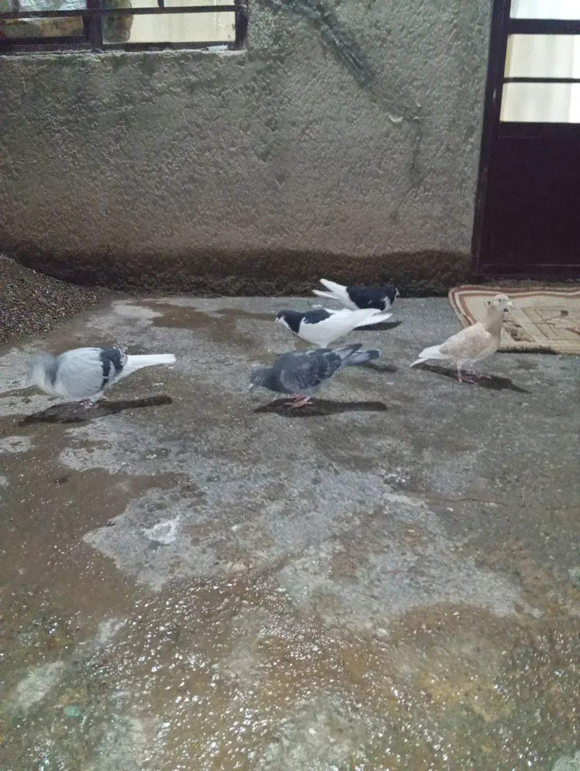 کبوتر|پرنده|بشاریات, |دیوار