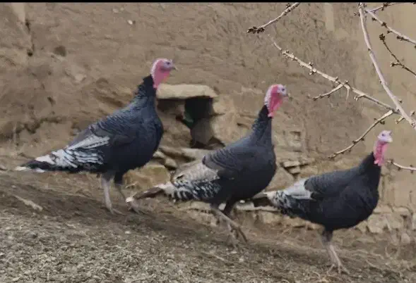 دوعددبوقلموننر|حیوانات مزرعه|چالدران, |دیوار