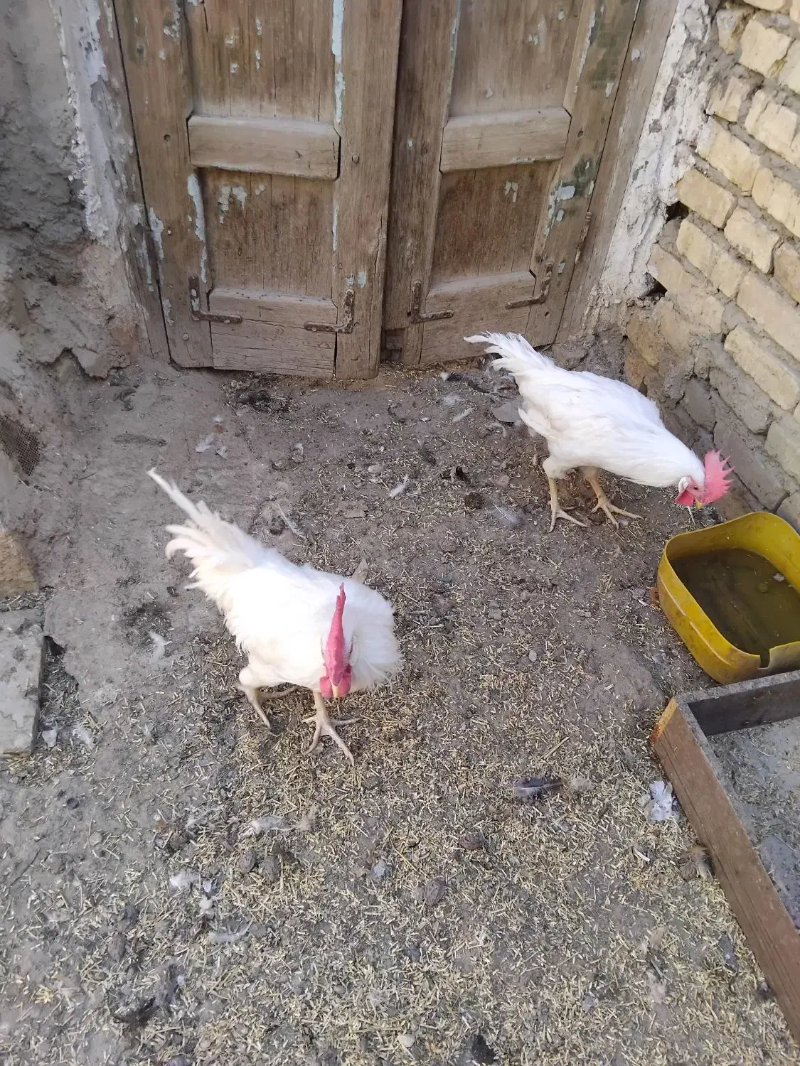 خروس|حیوانات مزرعه|برخوار, |دیوار