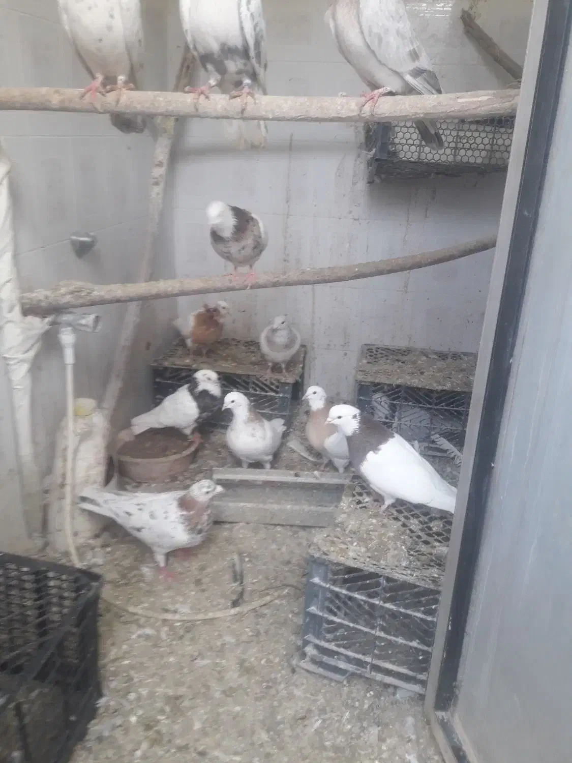 کبوترتوقی وکوهی|پرنده|رزن, |دیوار