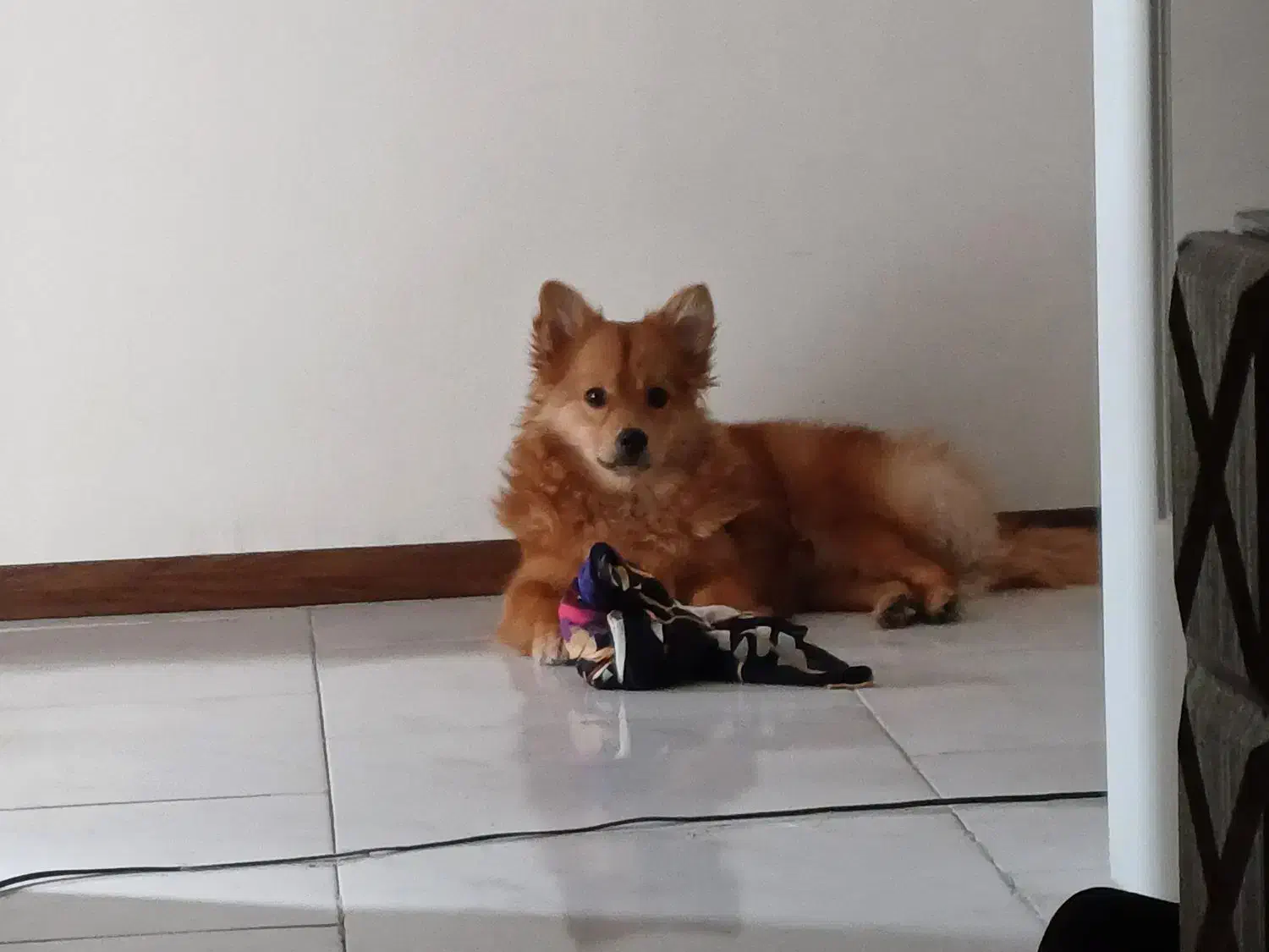 سگ پامرانین|سگ|پردیس, فاز ۱۱|دیوار