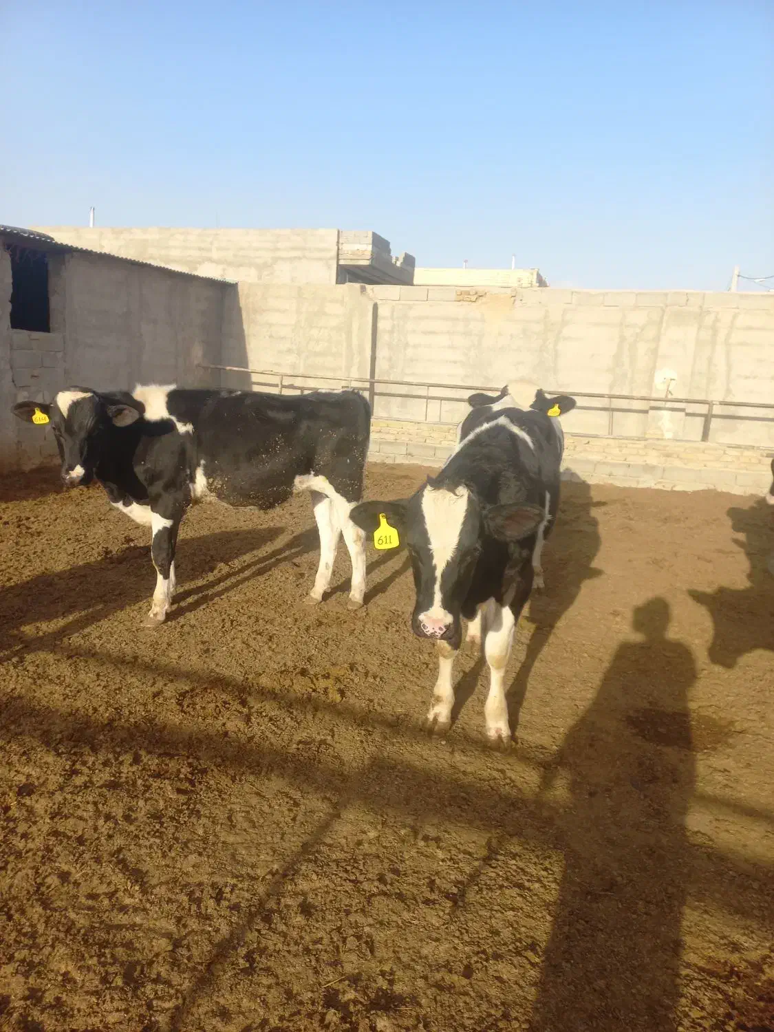 گوساله نر|حیوانات مزرعه|ماهدشت, |دیوار