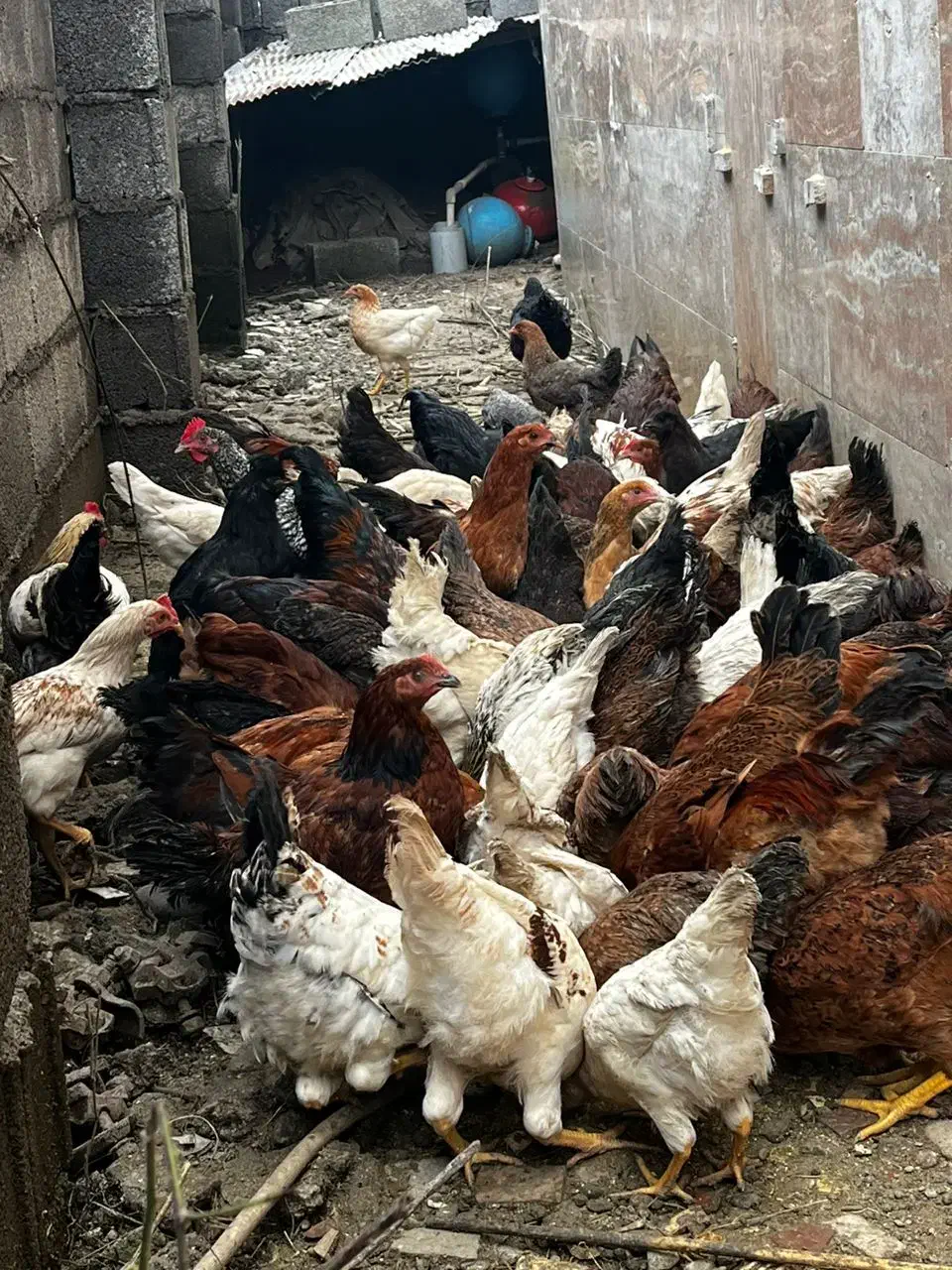 فروش مرغ تخمگذار و نیمچه گلپایگانی|حیوانات مزرعه|رشت, لاکان شهر|دیوار