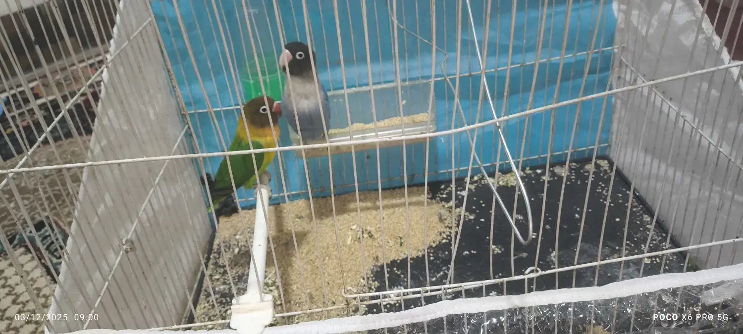 جفت کوتوله برزیلی|پرنده|تربت جام, میان جام|دیوار