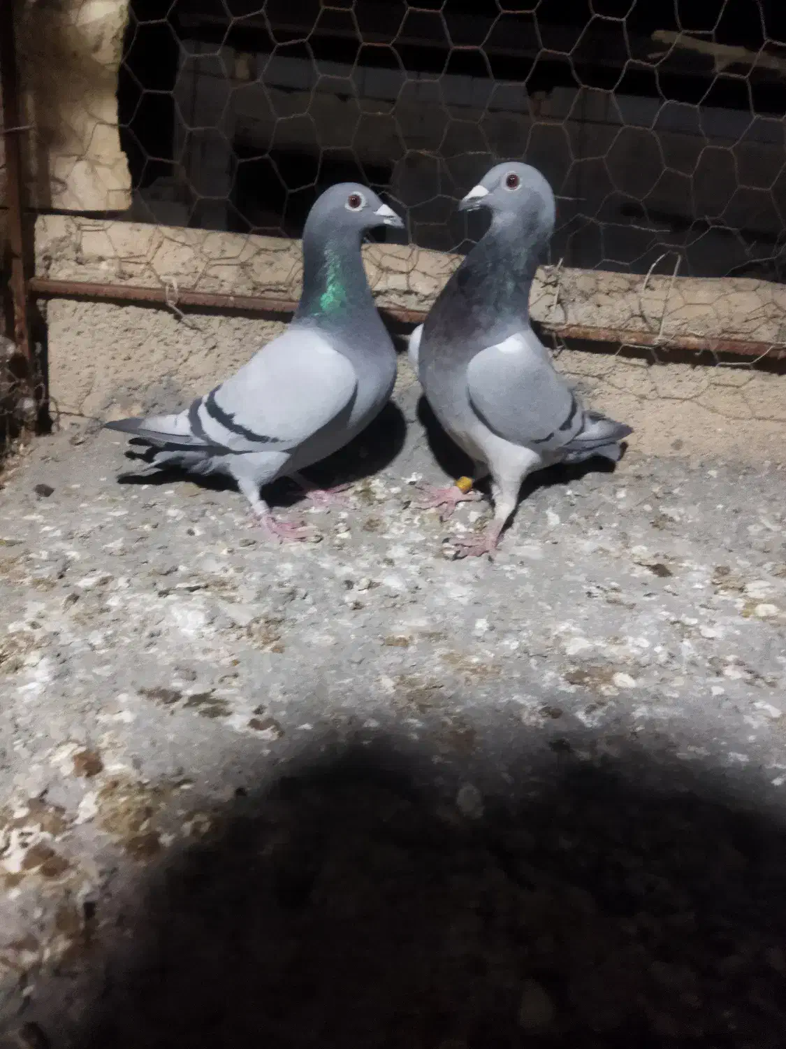 دوتا کبوتر سبز ماده دورگ مسافتی|پرنده|جهرم, |دیوار