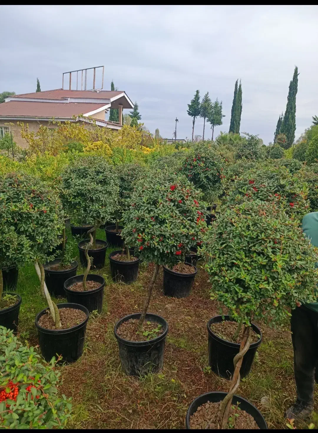 خدمات باغبانی باغچه کاری کاشت گل درختکاری هرسکاری|خدمات باغبانی و درختکاری|قدس, شهرقدس|دیوار