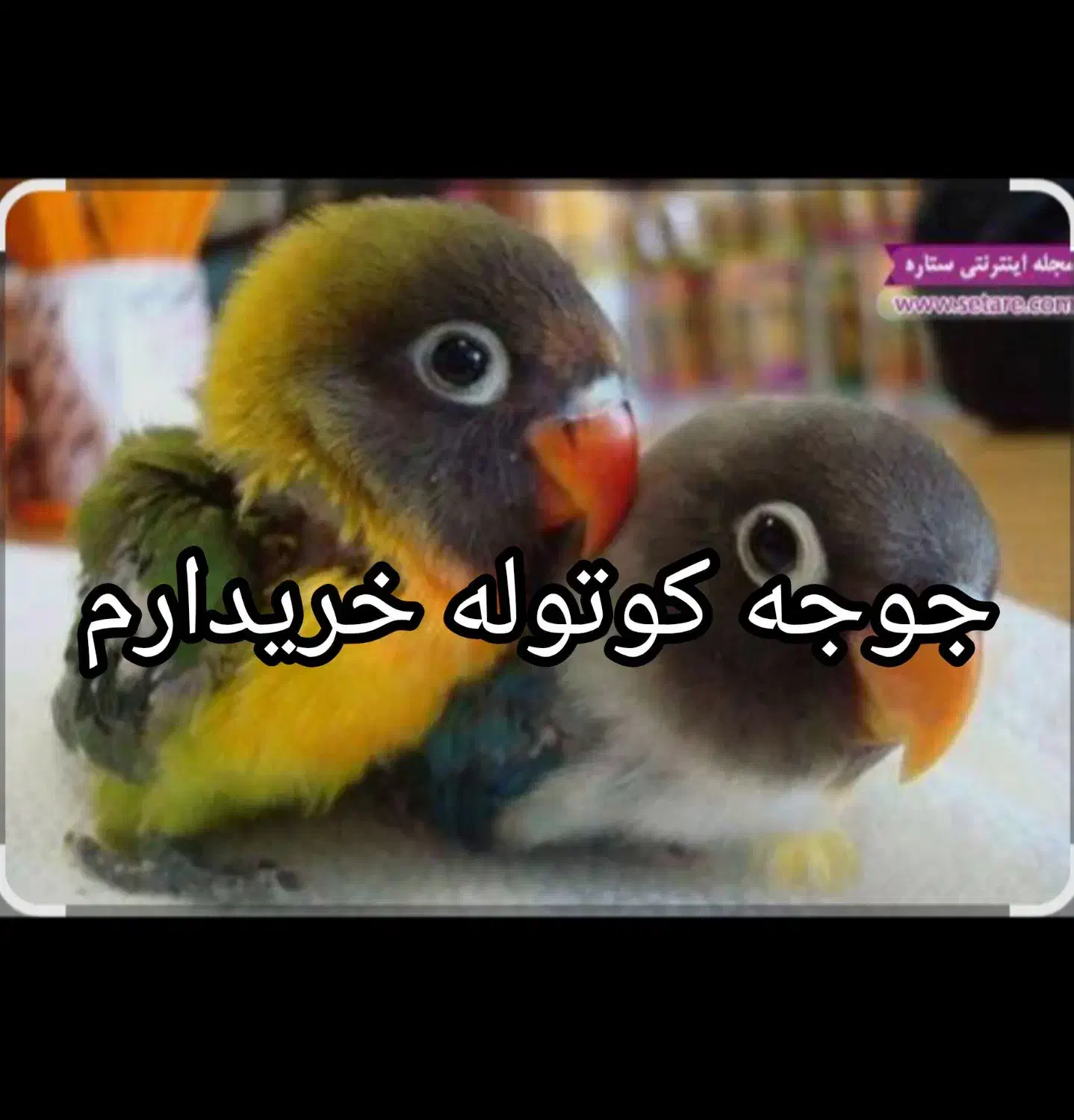 جوجه کوتوله|پرنده|تربت جام, شهرک آزادگان|دیوار