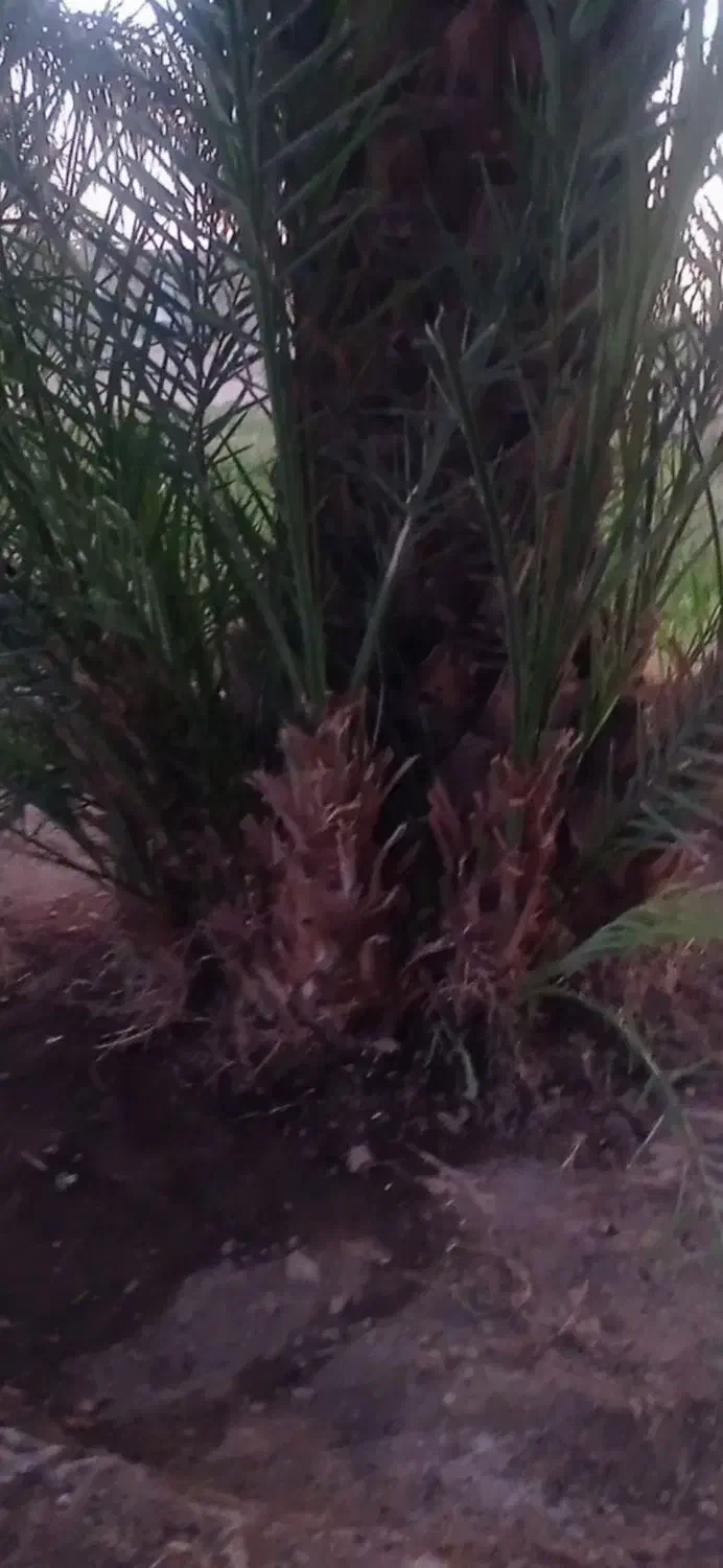 پا جوش کلوته|گل و گیاه طبیعی|جیرفت, |دیوار