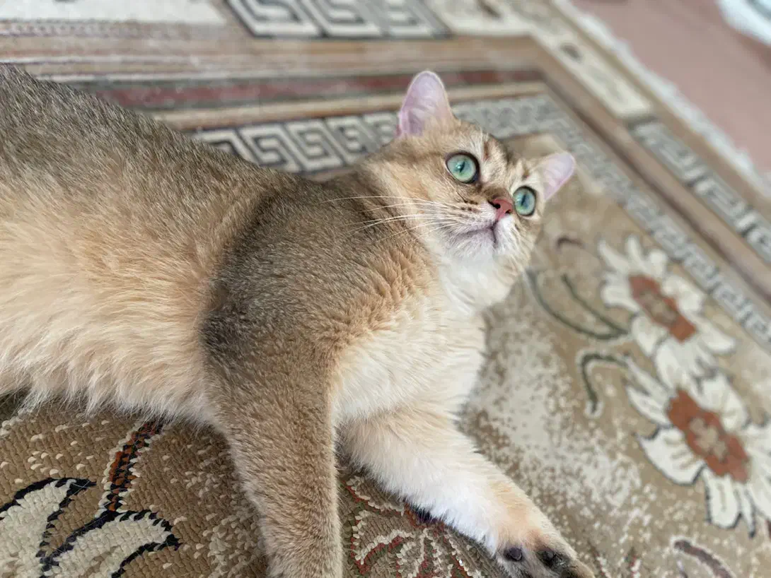 گربه نر بالغ گلد|گربه|بناب, |دیوار