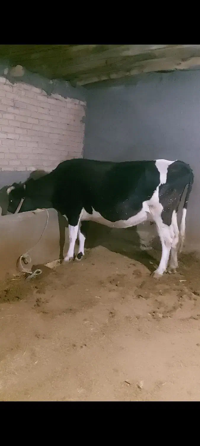 گاو آبستن سنگین ۱۵روز مانده به زایمان|حیوانات مزرعه|ایلام, |دیوار