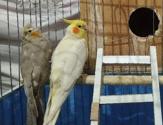 عروس هلندی جفت|پرنده|الوند, |دیوار