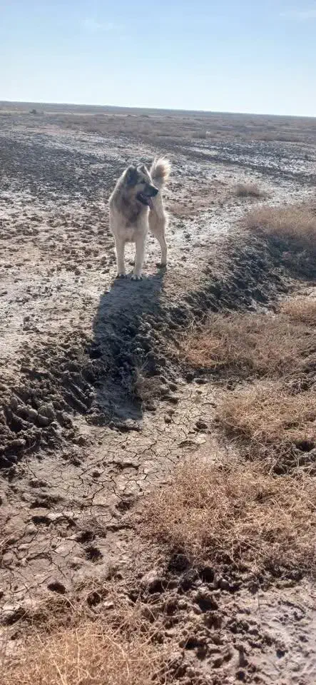 سگ سرابی|سگ|آذرشهر, |دیوار