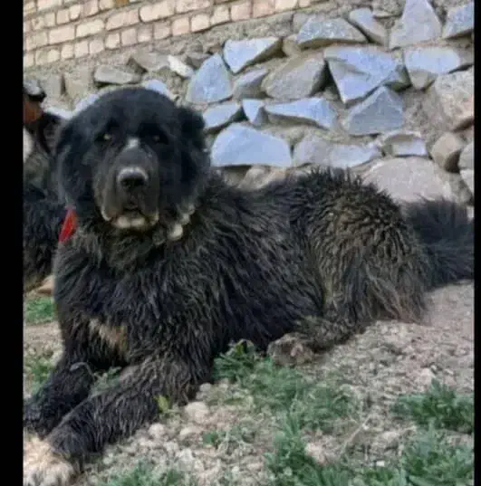 واگذاری یک قلاده سگ|سگ|لنجان, |دیوار