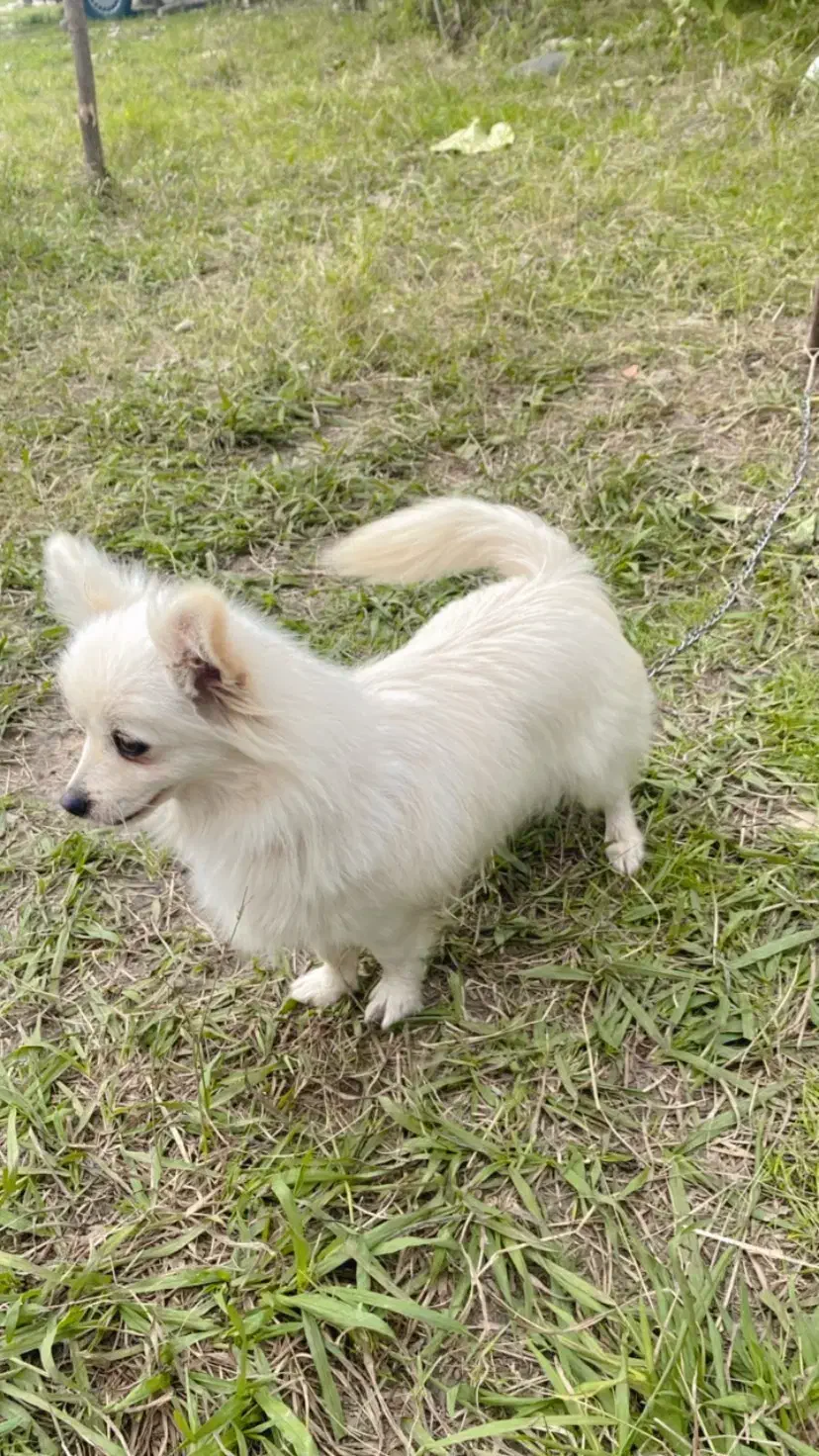 سک چیواوا|سگ|رشت, لاکان شهر|دیوار