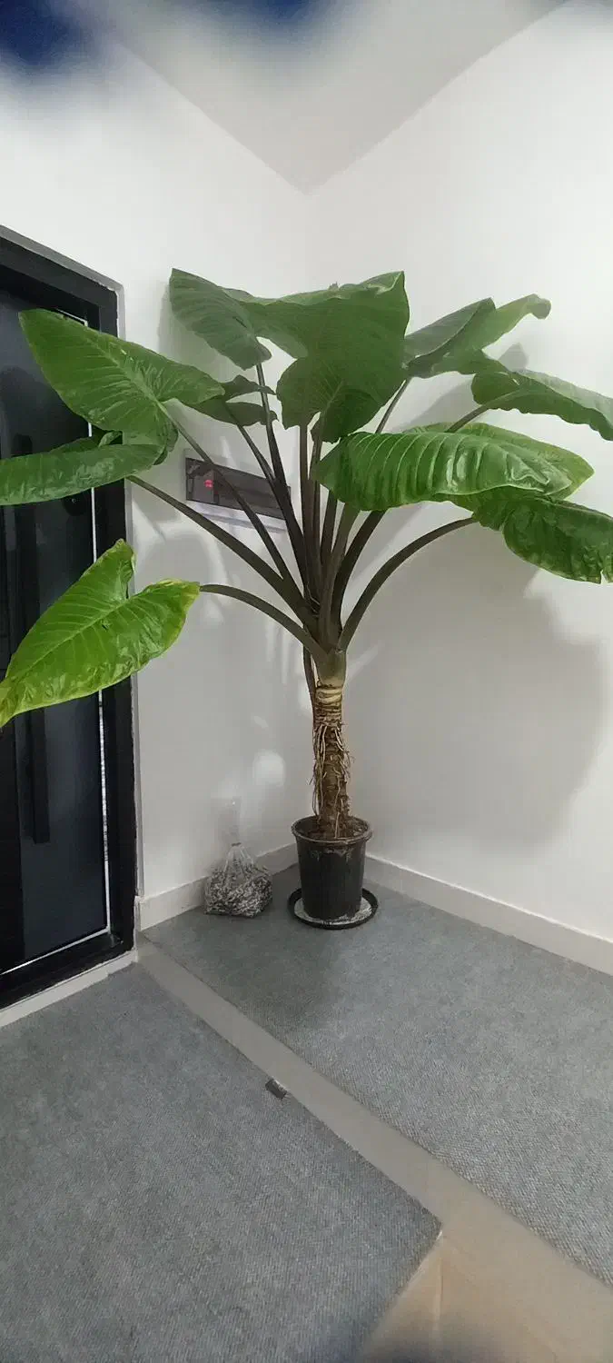 گل بابا آدم|گل و گیاه طبیعی|رشت, حمیدیان|دیوار