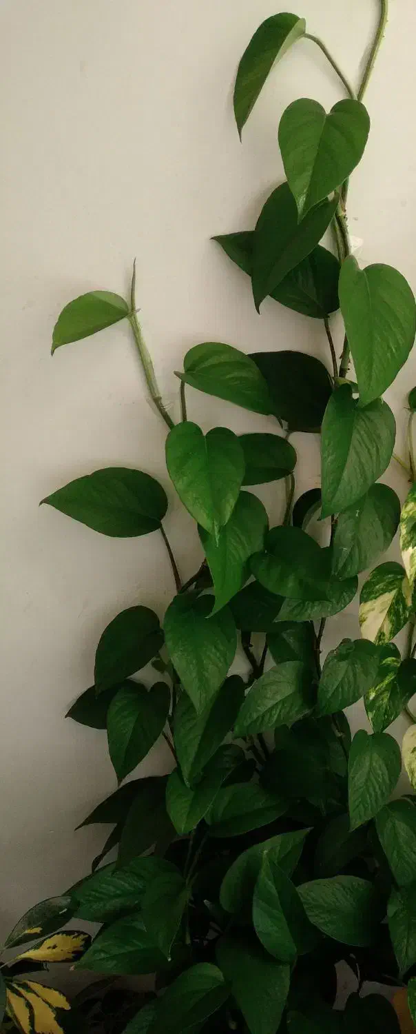 گل پتوس|گل و گیاه طبیعی|کوهدشت, |دیوار