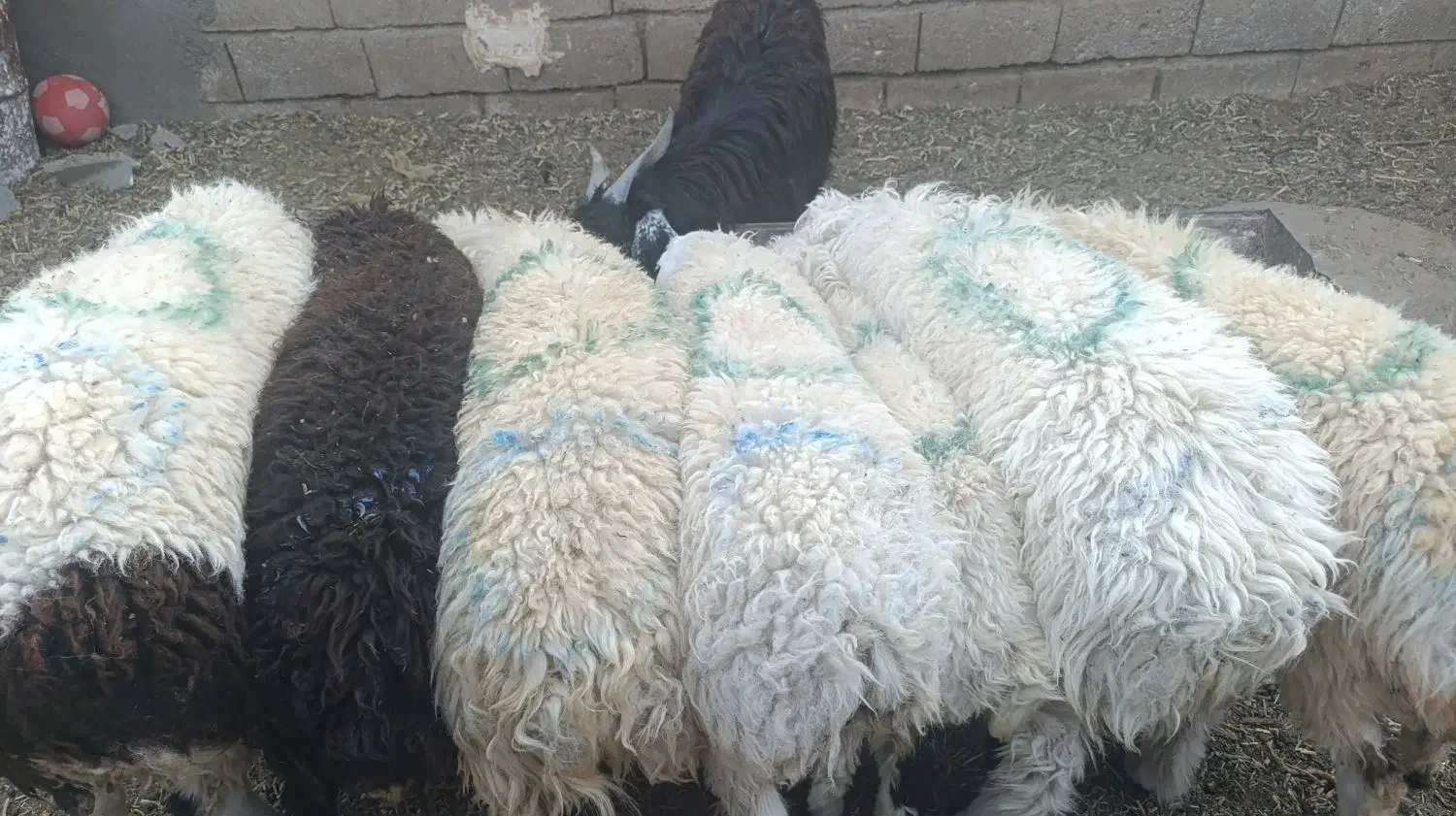 بره فروشی|حیوانات مزرعه|زیرکوه, |دیوار