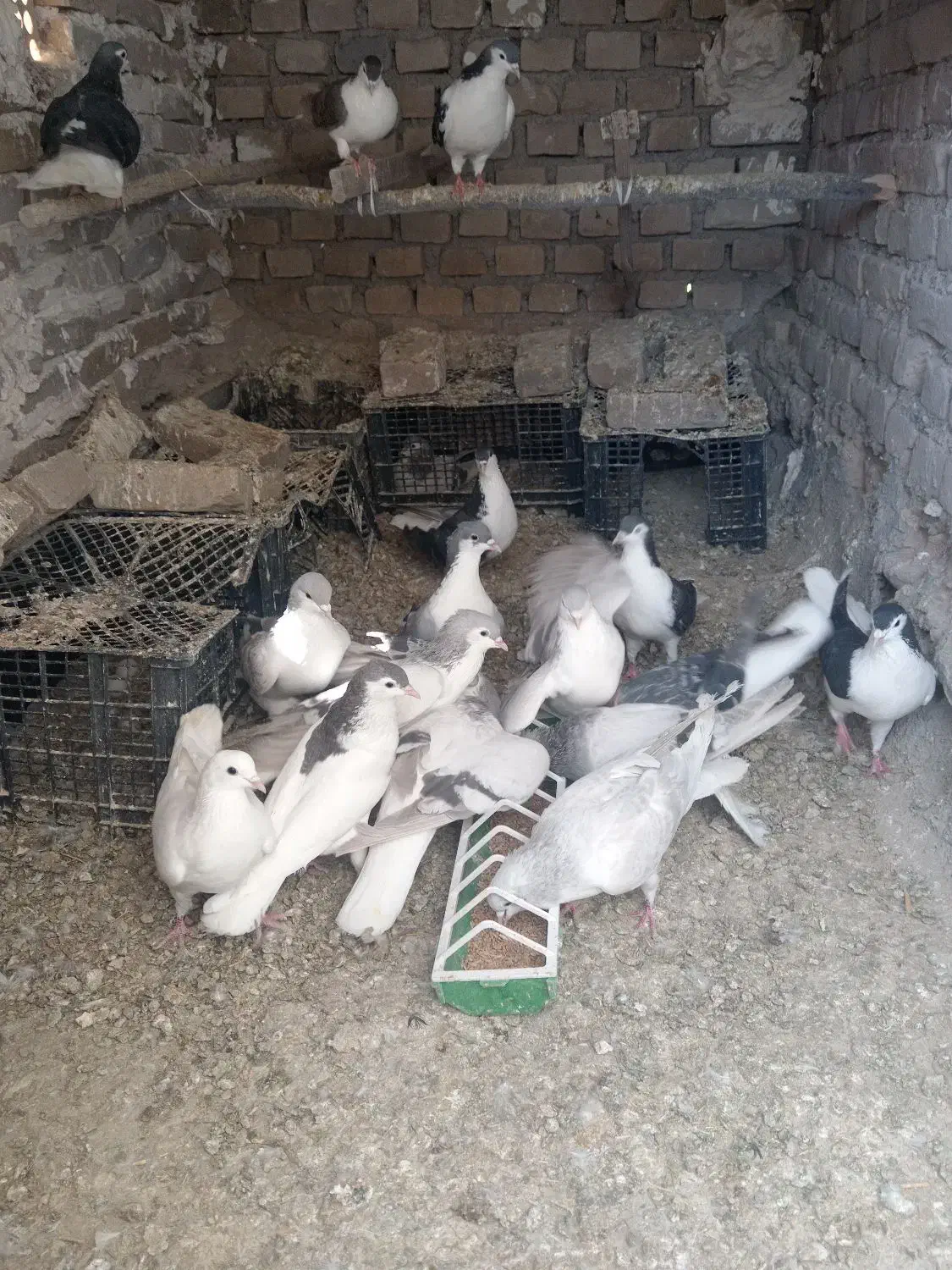 کبوتر صده همه مدل|پرنده|سبزوار, نواب صفوی|دیوار