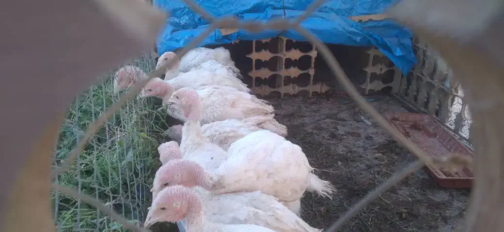 بوقلمون گوشتی|حیوانات مزرعه|اسلامشهر, کاشانک|دیوار