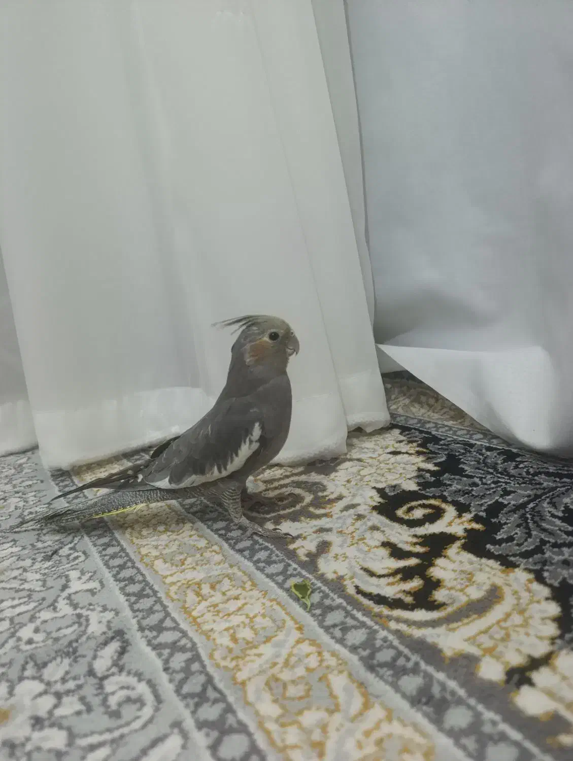 عروس هلندی خاکستری|پرنده|بردسیر, |دیوار