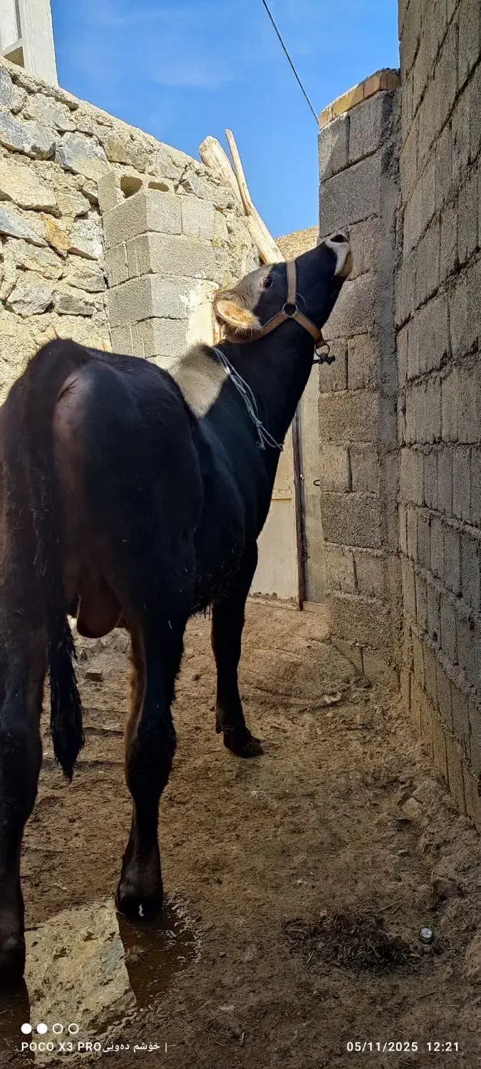 گوساله نر 11ماهە بور|حیوانات مزرعه|ننور, |دیوار