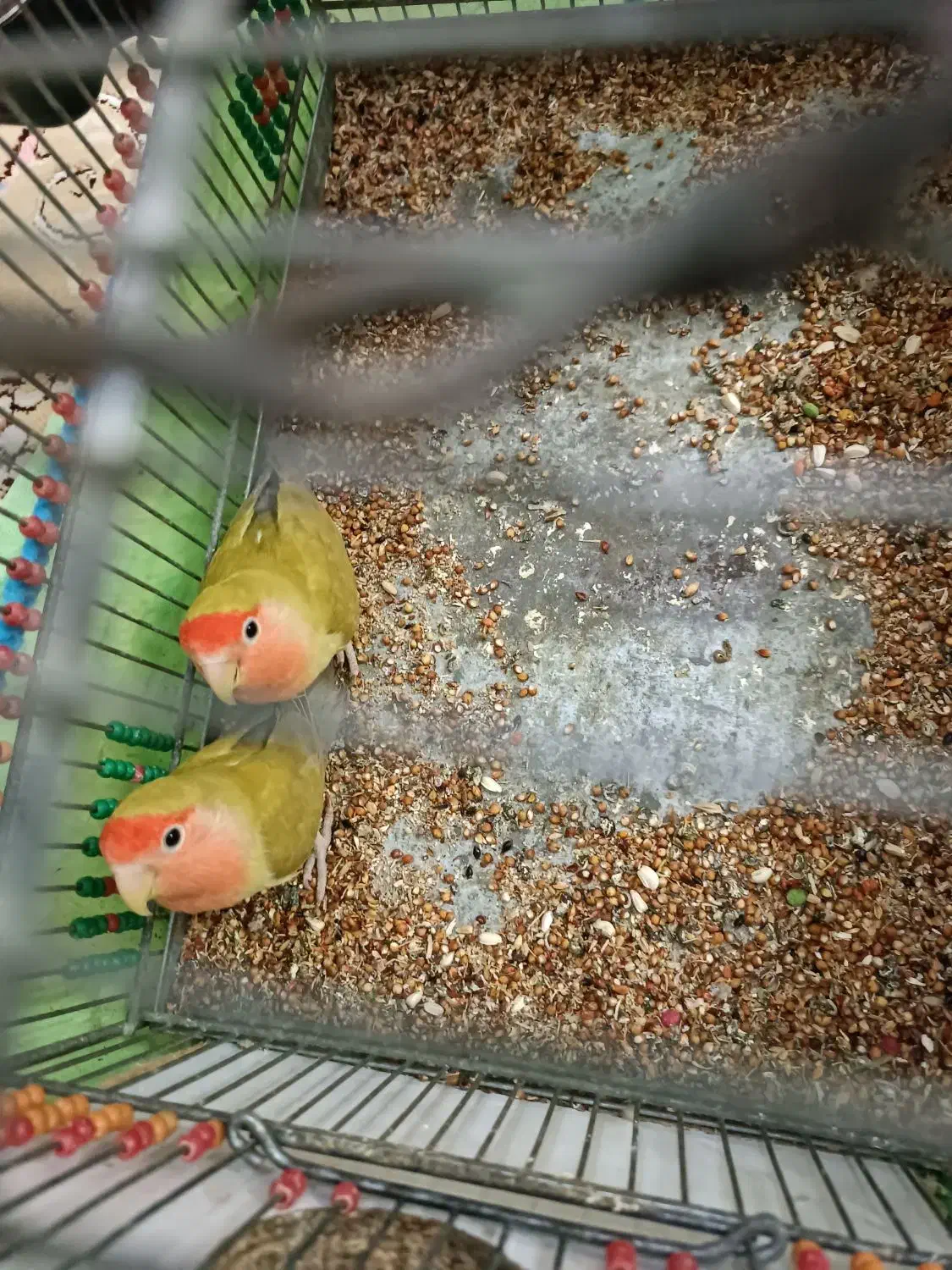 طوطی برزیلی|پرنده|بندر ماهشهر, |دیوار