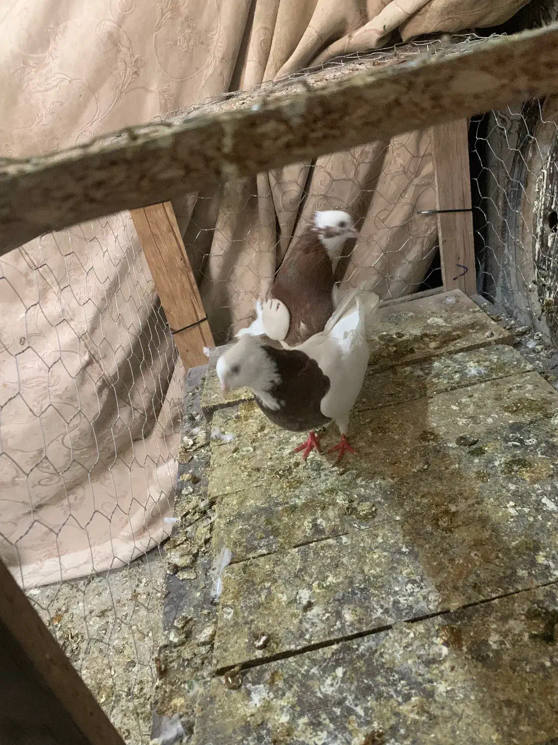 ی چخ طوقی|پرنده|شیروان (خراسان), |دیوار