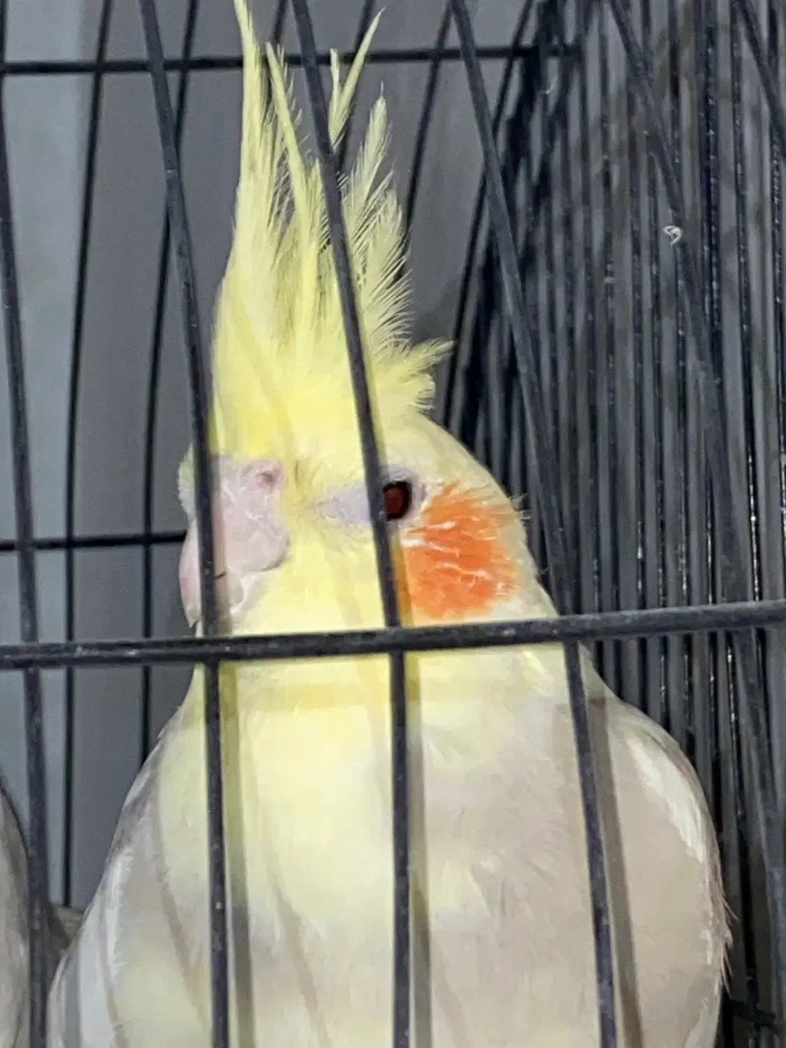 عروس هلندی یک جفت دم بلند|پرنده|تهران, امام زاده عبدالله|دیوار