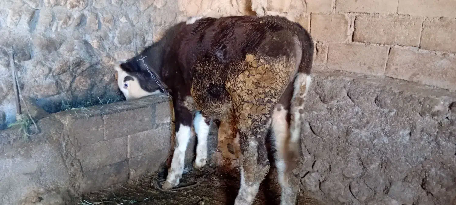 گوساله|حیوانات مزرعه|ماهنشان, |دیوار