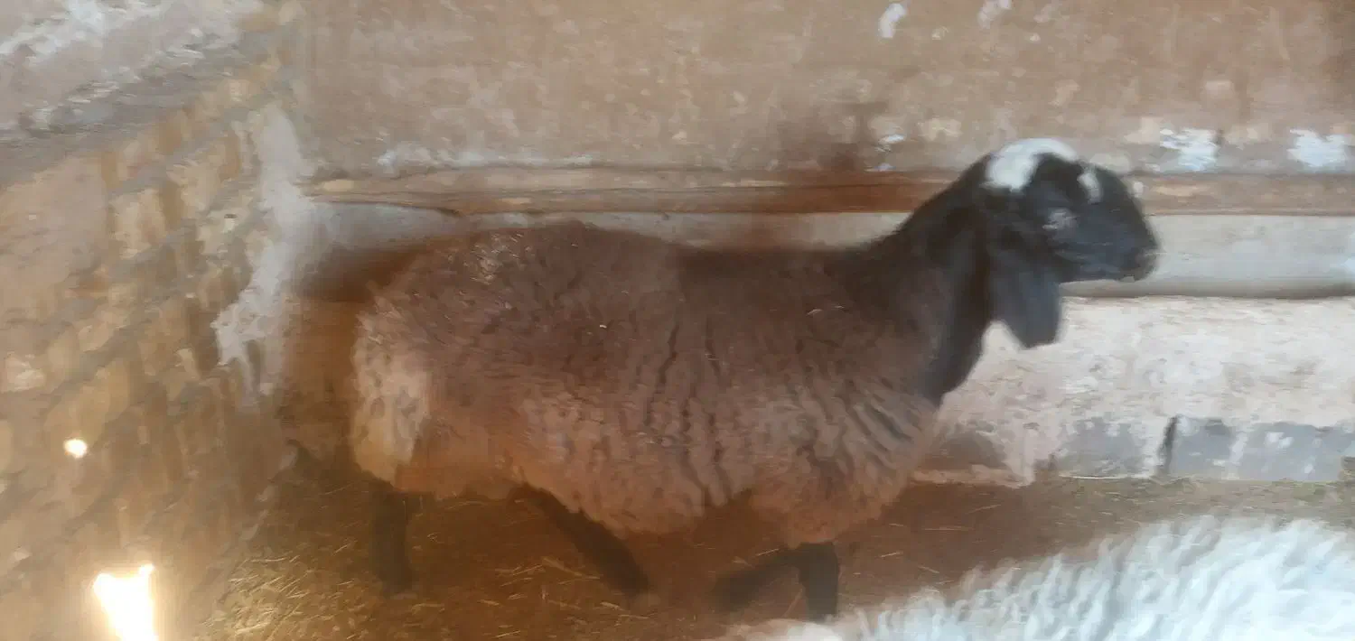 فروش یک راس بره نر و یک راس ماده|حیوانات مزرعه|رامند, |دیوار