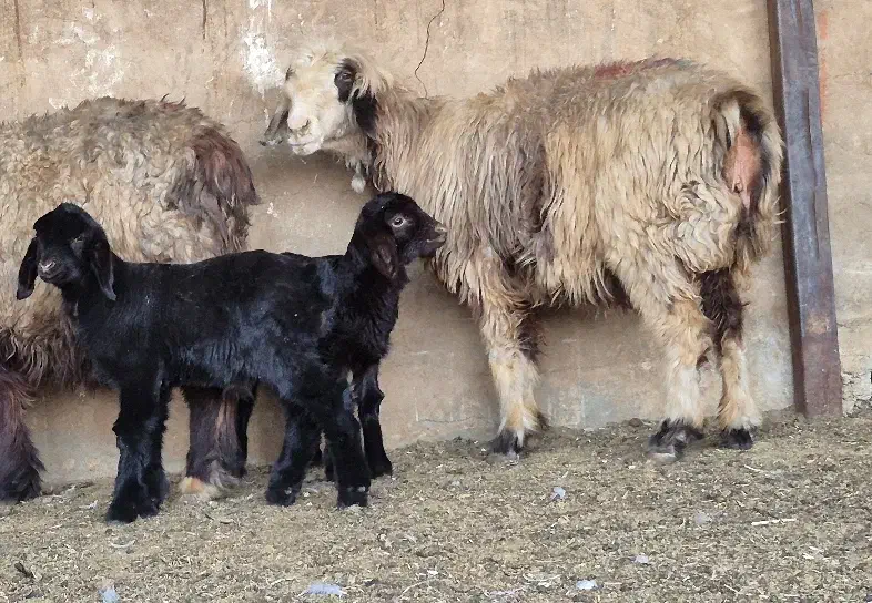 دو راس میش بره دار  بره نرهست|حیوانات مزرعه|طسوج, |دیوار