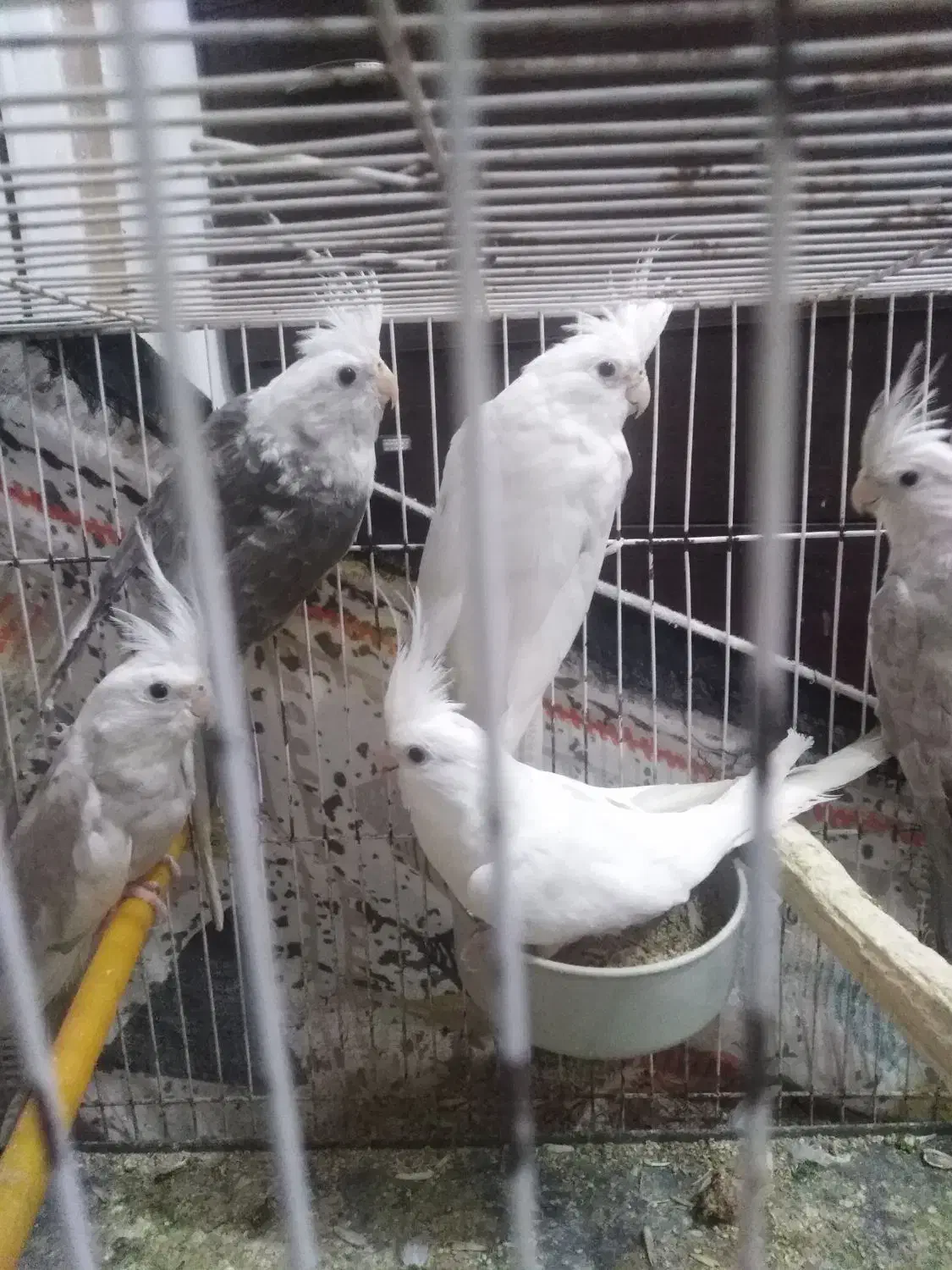 عروس هلندی آلبینو و وایت فیس|پرنده|گرگان, |دیوار