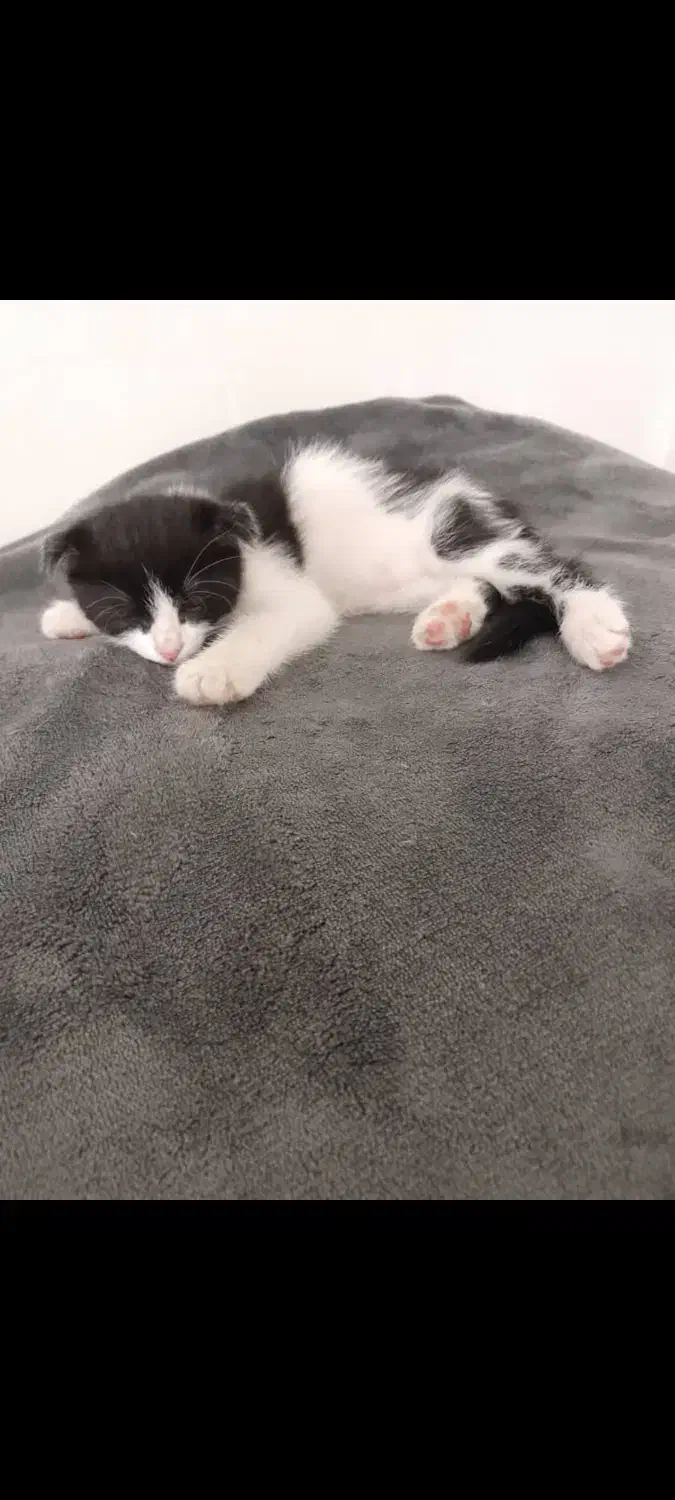 پونه تاکسیدو|گربه|زنجان, |دیوار